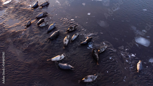 Sea Lions, Animal in Natural Environment. Iceland Wildlife. Fur Seals on Black Sand Beach.