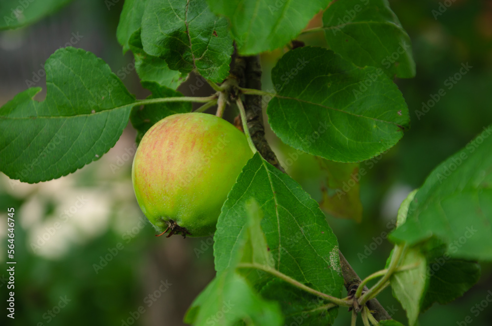one green apple on a branch in the garden