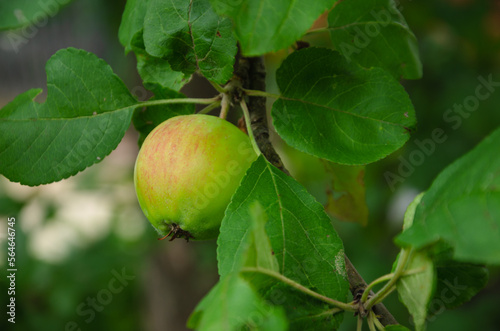 one green apple on a branch in the garden