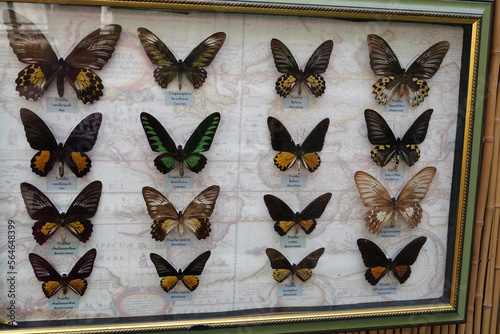 Collection of rare butterflies from different countries in botanical garden