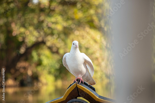A little white pigeon was on a boat in the Ping River, Chiang Mai.