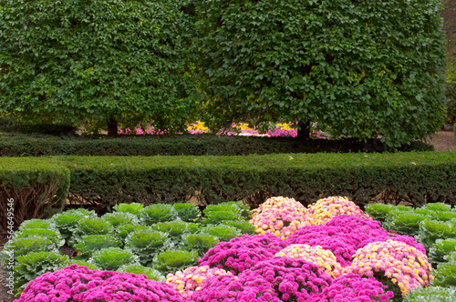 chrysanthemum and kale plants along hedge and border of gardens in wheaton Illinois photo