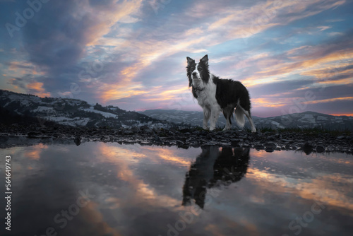 A border collie reflecting in a pond with sunset colored clouds