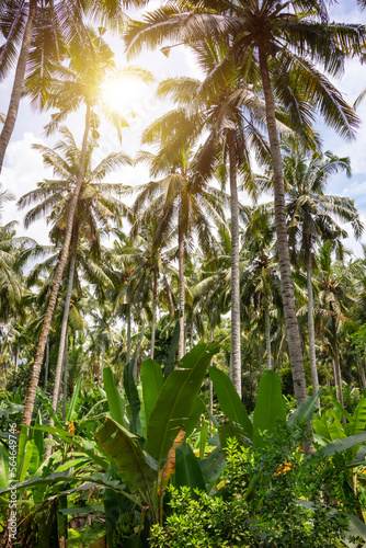 Palm tree tropical sunny forest, vacation concept