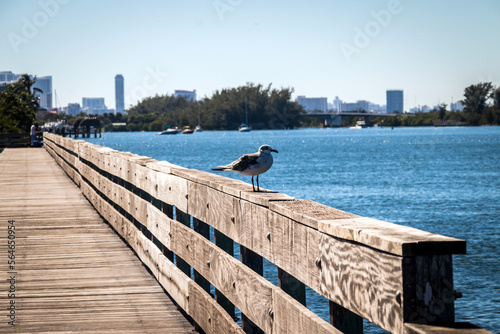 Seagull standing on the pier at Stranahan river Hollywood Florida photo