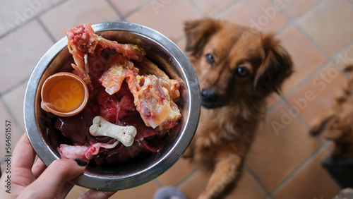 Fotografiet Perro marrón esperando emocionado para comer una alimentación natural