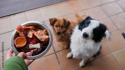 Fotografie, Tablou Perros Border Collie y marrón sentados esperando a comer comida natural