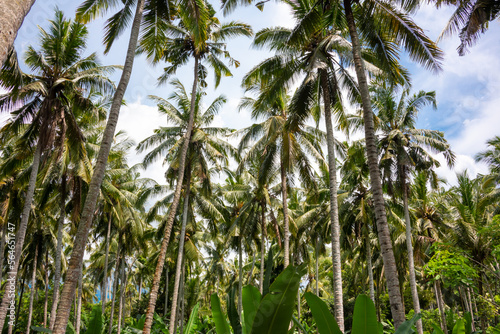 Palm tree tropical forest, vacation and tourism concept