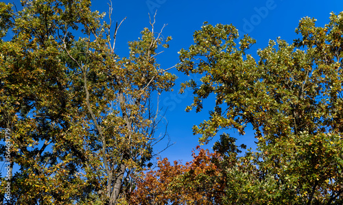 Autumn season in the park, the foliage