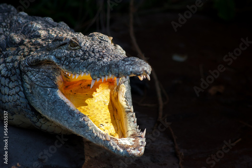 head of a crocodile