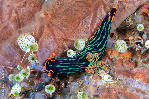 Nudibranch (sea slug) - Nembrotha kubaryana (feeding on Ascidians, sea squirts). Underwater macro world of Tulamben, Bali, Indonesia. photo