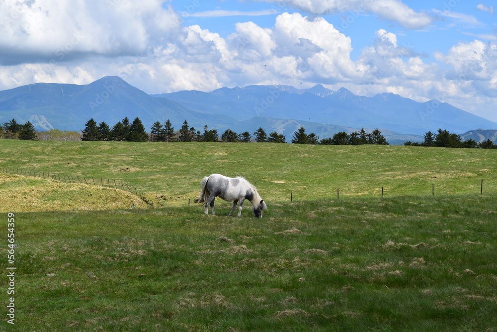 美ヶ原牧場の草を食む牛と奥に望む山々