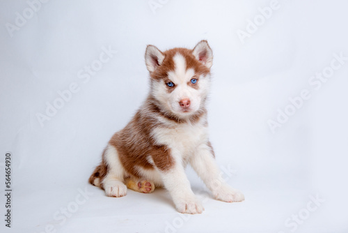 siberian husky puppy sitting on a white background
