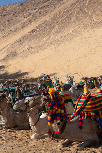 Vertical view of plenty of camels sitting in the desert dressed with colorful apparel and reins. Animal cruelty and abuse for turist atracttion © NOWRA photography