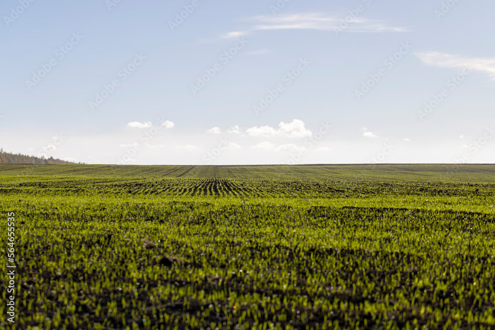 Winter wheat variety covered with dew drops Winter wheat variety covered with dew drops