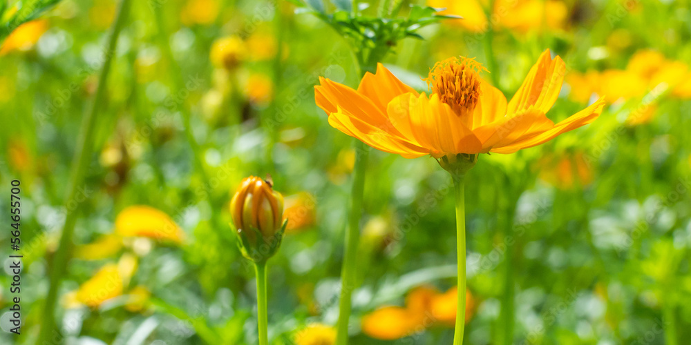 flowers yellow beautiful in the garden in the morning time flowers yellow beautiful in the garden in the morning time