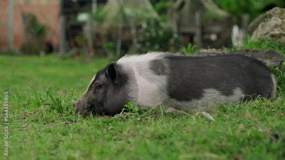 Cerdo pequeño tranquilo acostado en el césped en un plano completo Cerdo pequeño tranquilo acostado en el césped en un plano completo
