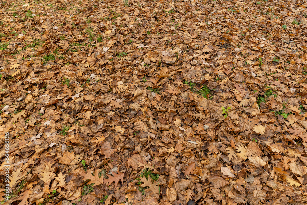Dull orange foliage on trees in autumn cloudy weather Dull orange foliage on trees in autumn cloudy weather