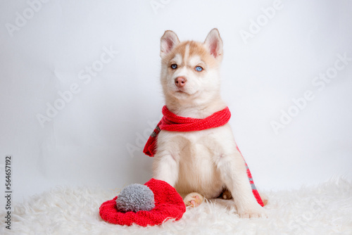 a Siberian husky puppy in a knitted hat and scarf sits on a white background