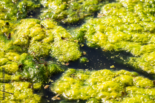 Nature background photograph of a thick layer of pond scum or algae covering the water surface in bright green bubble shaped texture glistening in the sunlight. photo