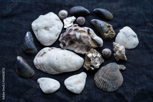 Closeup of seashells and rocks on black baground. 