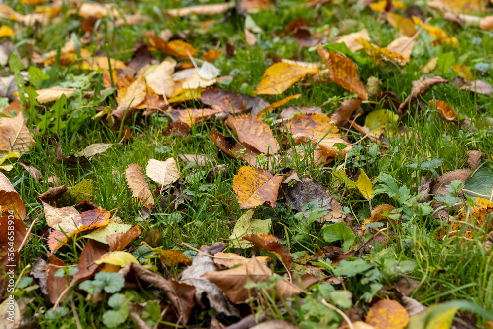 Beautiful yellow foliage of trees on green grass Beautiful yellow foliage of trees on green grass