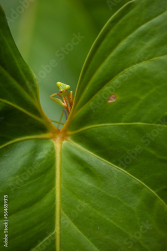 Praying Mantis Between Green Leaves