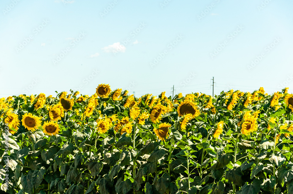 Plantation of sunflowers, helianthus annuus, in a field in Argentina Plantation of sunflowers, helianthus annuus, in a field in Argentina