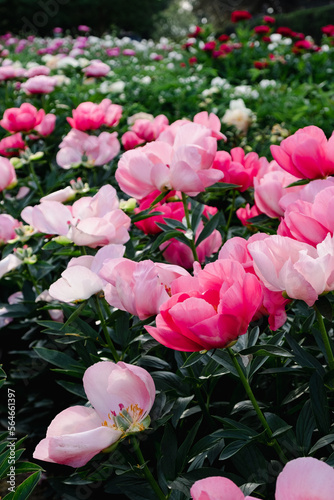 Beautiful fresh pink peony flowers in full bloom in the garden  green leaves flowerbed  close up. Summer natural floral background.