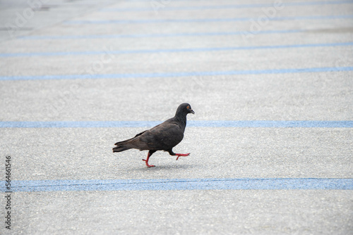 The black dove is walking
