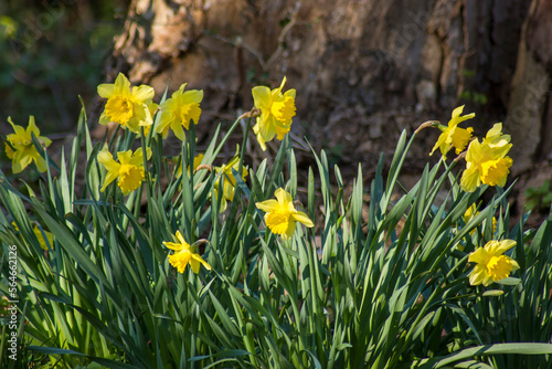 the daffodil, Narcissus pseudonarcissus, yellow narcissus flowers in a park, springtime