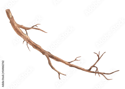 Tree branch without leaves. Watercolor illustration. Brown dry semi-circular twig. Isolated on a white background. For rustic print design, eco friendly packaging, vintage stickers