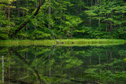 lake in the woods