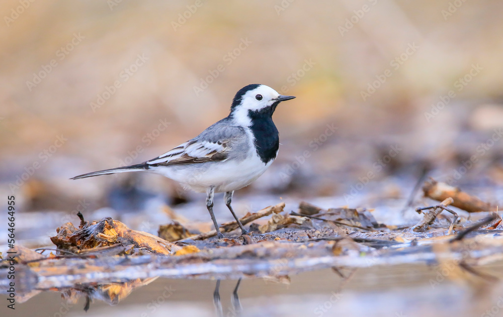 White Wagtail (Motacilla alba) is a wagtail that lives in Asia, Europe and North Africa. White Wagtail (Motacilla alba) is a wagtail that lives in Asia, Europe and North Africa.