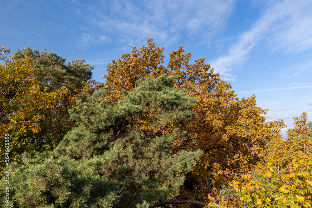 Fototapeta premium A forest with different trees in the autumn season