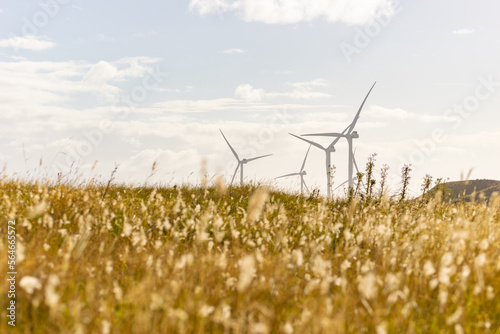 maquinas de aire eolicas para el viento en la naturaleza y plantas silvestres photo