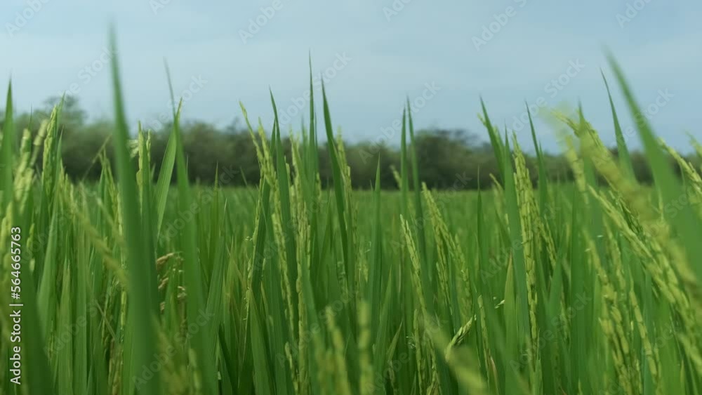 Campo verde de trigo con cielo azul en un plano cerrado.