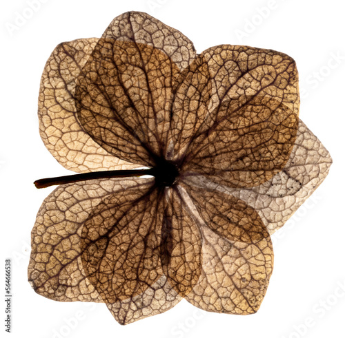 dry flowers hydrangea close up in the detail isolated on a white background