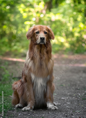 portrait of a brown Hovawart dog