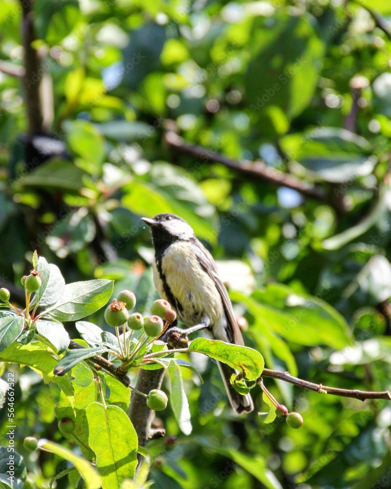 Great tit sitting in a tree Great tit sitting in a tree