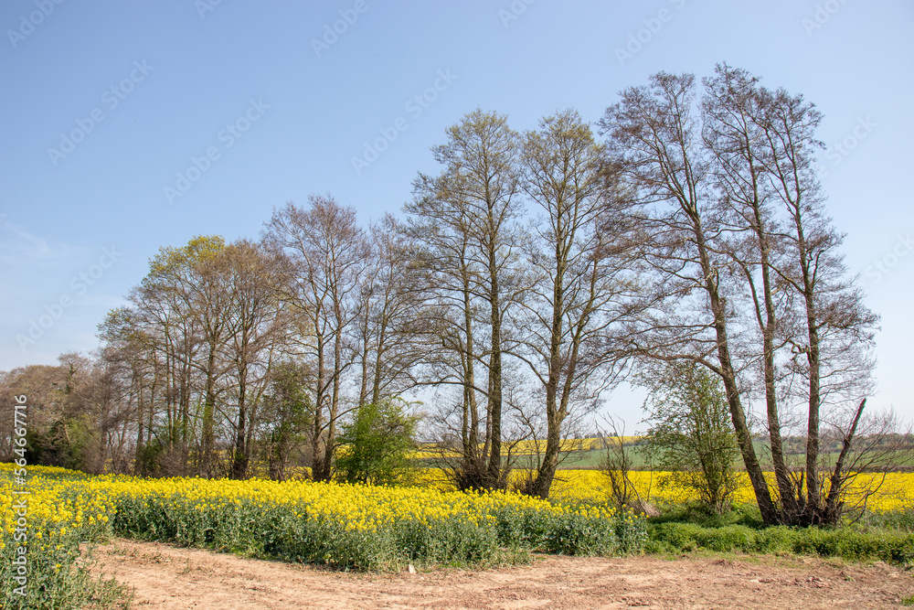 Springtime scenery in the English countryside. Springtime scenery in the English countryside.