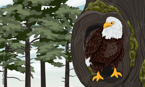 A large bald eagle sits in the hollow of a tree in the forest. Wild birds of prey. Realistic vector landscape
