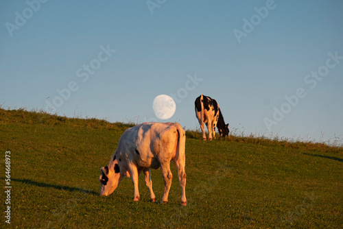 Two cows grazing grass in the countryside with a moon in the sky
