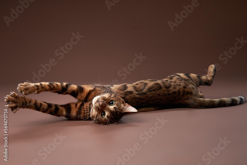 happy playing cat. Funny Bengal on a brown background.
