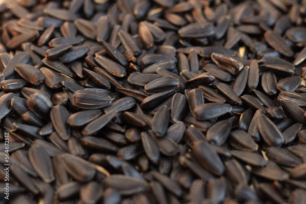 The sunflower seeds close-up. The sunflower seeds after harvest. Pile of dried sunflower unpeeled seeds. Healthy source of vitamins. Selective focus The sunflower seeds close-up. The sunflower seeds after harvest. Pile of dried sunflower unpeeled seeds. Healthy source of vitamins. Selective focus