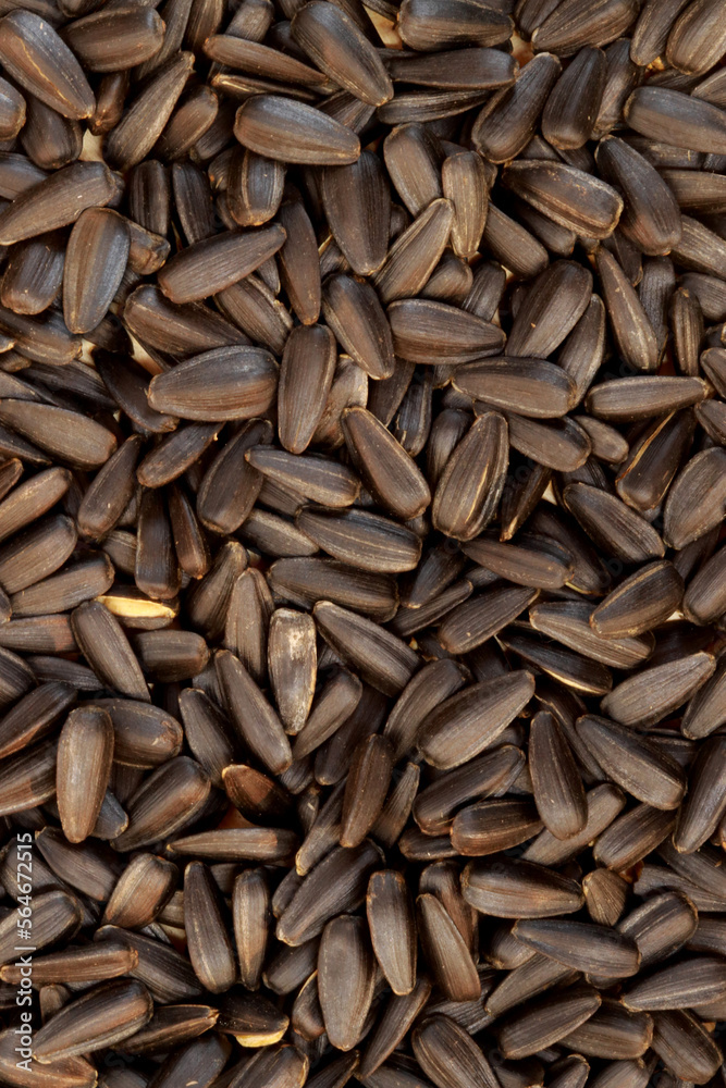 The sunflower seeds close-up. The sunflower seeds after harvest. Pile of dried sunflower unpeeled seeds. Healthy source of vitamins. Selective focus
