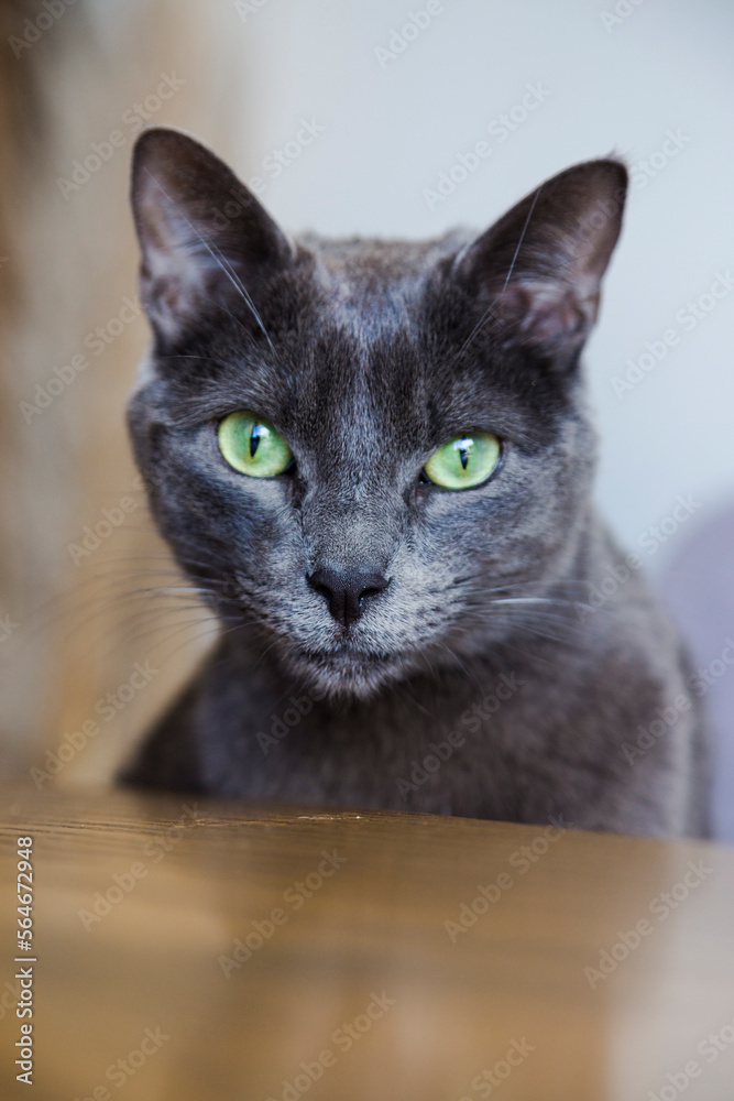Beautiful cat looking at camera. Grey cat with green eyes, affectionate and happy pet.
