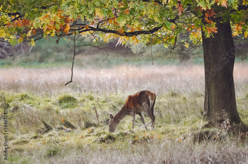 Small young deer eating grass under a large oak tree on the green grassy field by the forest.