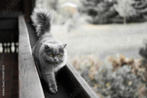 young cute british long hair cat with beautiful eyes walking on a wooden balcony railing