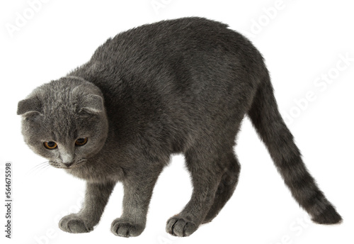 gray scottish fold cat on a transparent background	